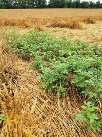 Volunteers potatoes growing in a wheat field.